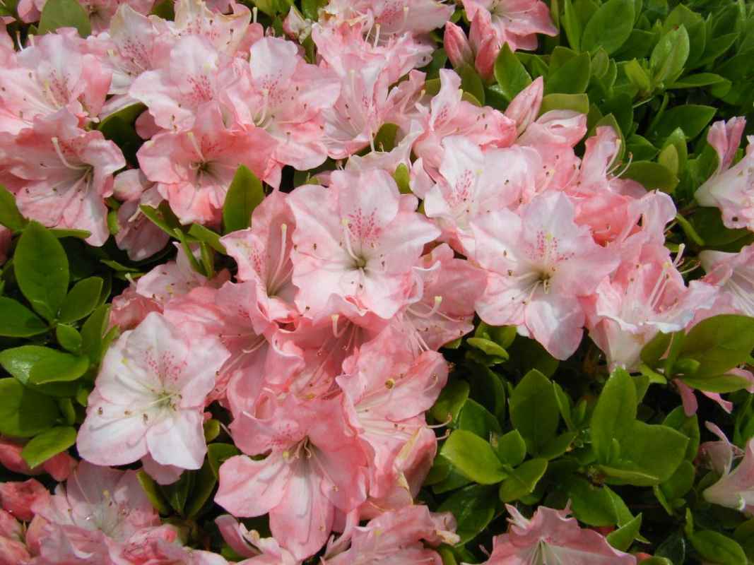 Rhododendron in Sorten im Topf/Container